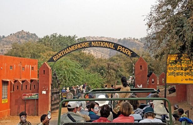 Ranthambore Tiger